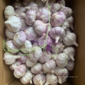 China offer red garlic in box 10kg, new crop normal white garlic export 2021